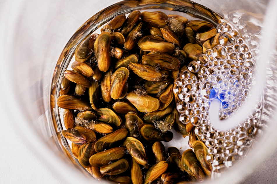 Estudo liderado pela CTG Brasil avança para solução sustentável de infestação de mexilhão-dourado em hidrelétricas