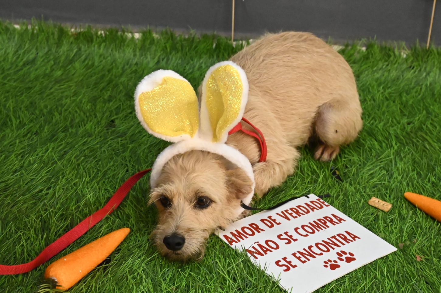 Centro de Acolhimento Animal realiza campanha de adoção com inspiração na Páscoa