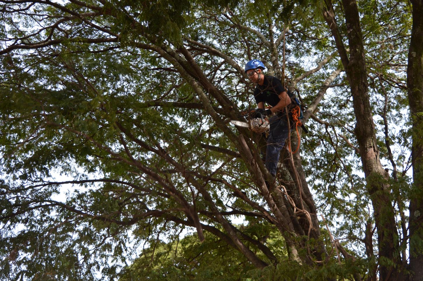 Prefeitura abre inscrições para Capacitação de Podadores de Árvores