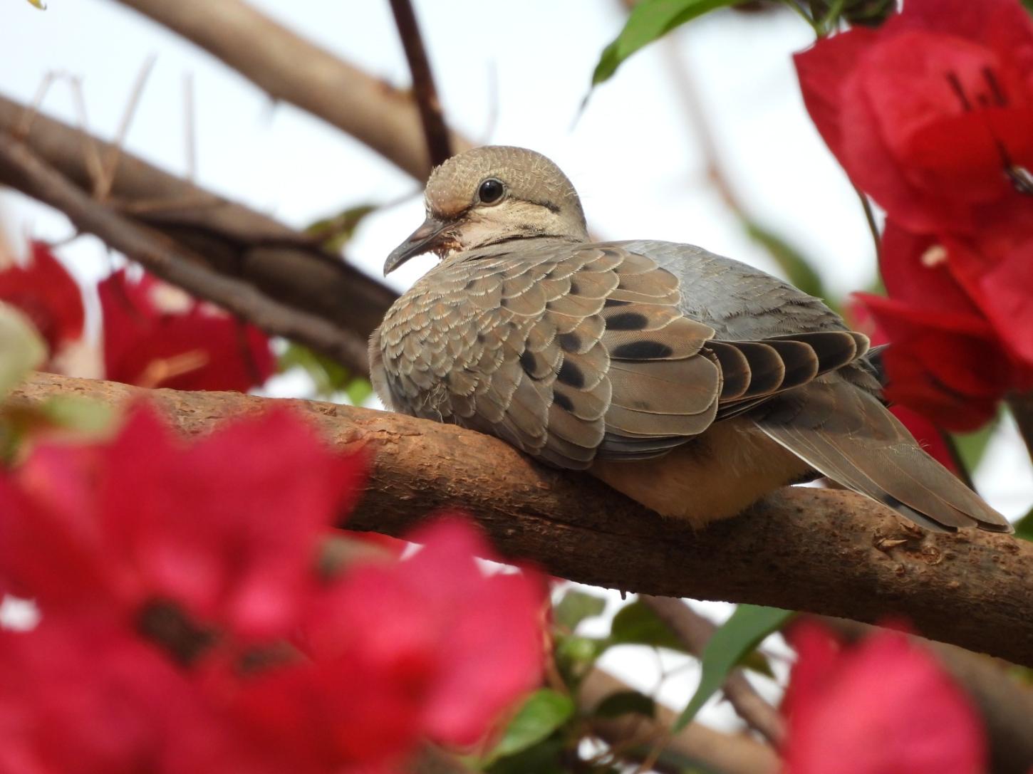 Olímpia inicia neste sábado (19) programação de educação ambiental com observação de aves
