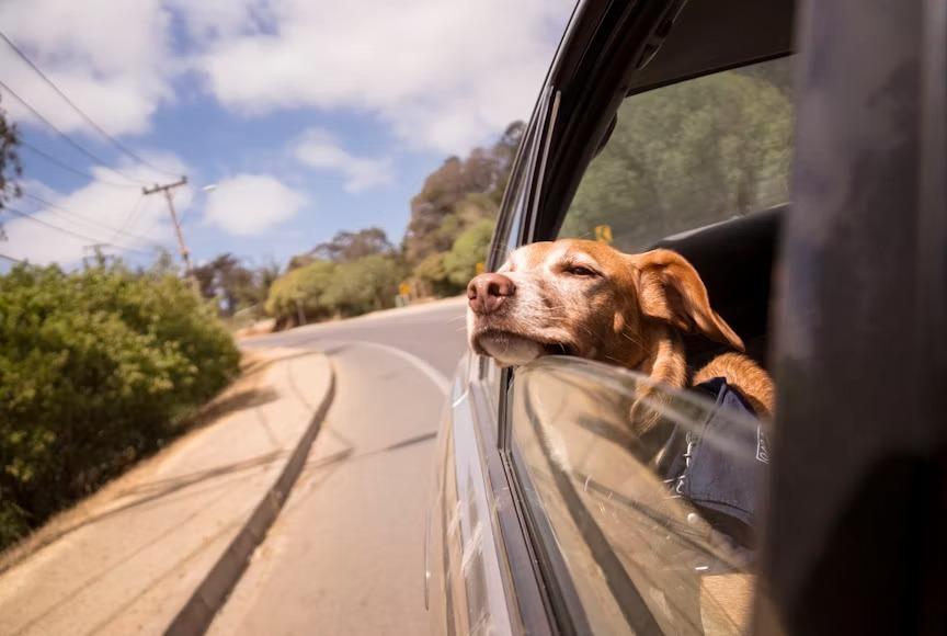 Olímpia recebe capacitação gratuita sobre turismo pet friendly