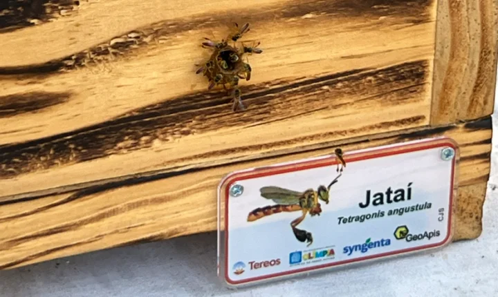 No mês que celebra o Dia Mundial da Abelha, Tereos e Syngenta inauguram meliponário e promovem ação educativa para crianças em Olímpia (SP)