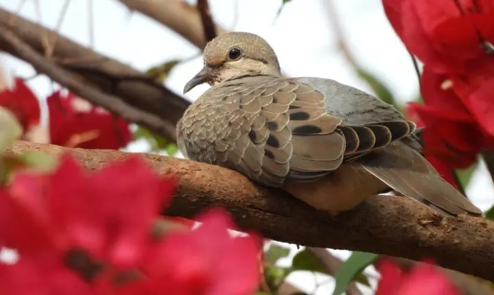 Olímpia inicia neste sábado (19) programação de educação ambiental com observação de aves