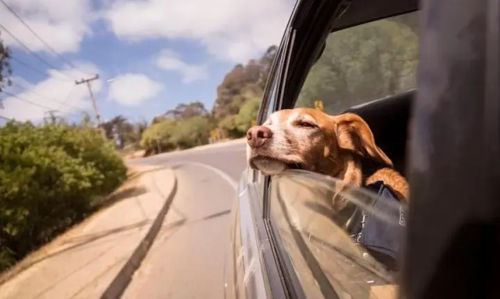 Olímpia recebe capacitação gratuita sobre turismo pet friendly